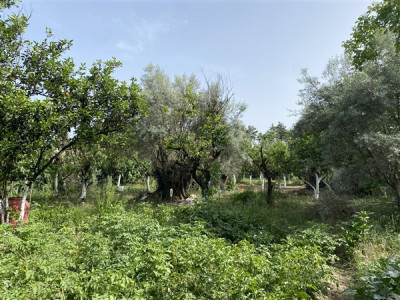 Lefkas Orchard 01.jpg